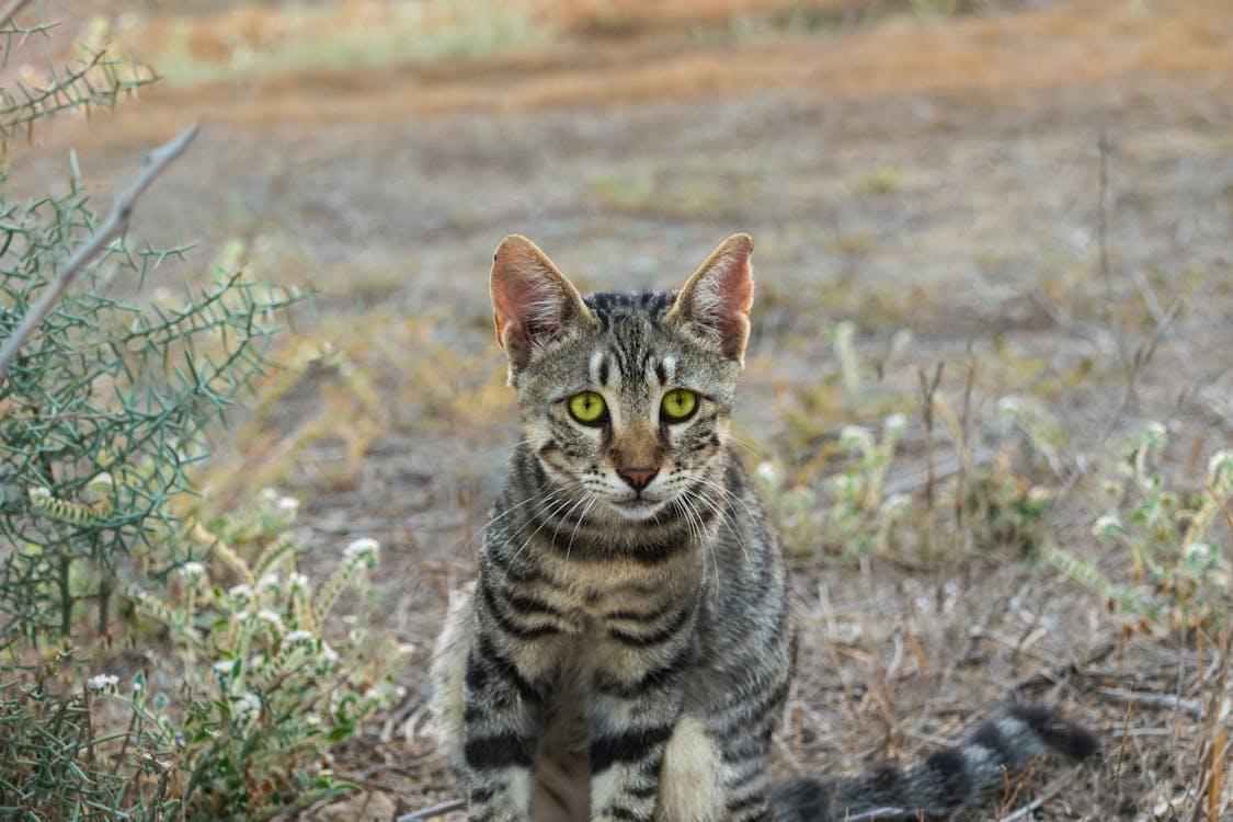 Gray Cat Near Green Leaved Plant