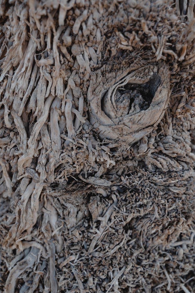 Close-Up Shot Of Tree Roots 