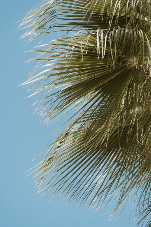 Close-Up Shot of Palm Leaves