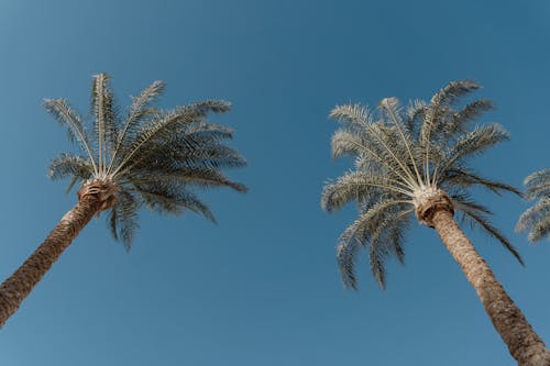 Gratis stockfoto met blauwe lucht, kokospalmen, lage hoek schot