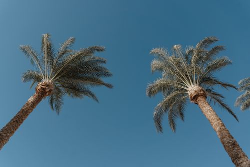 Free Low angle view of palm trees against a clear blue sky, perfect for tropical themes. Stock Photo