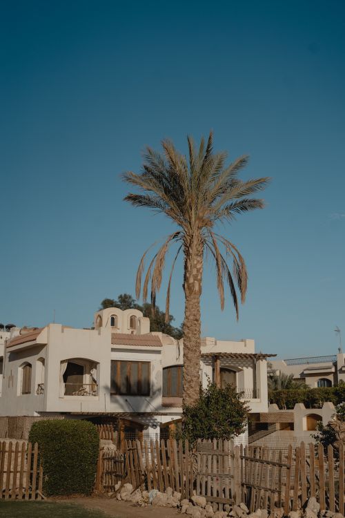 Free Desert villa exterior with palm tree, clear sky, and wooden fencing under daylight. Stock Photo