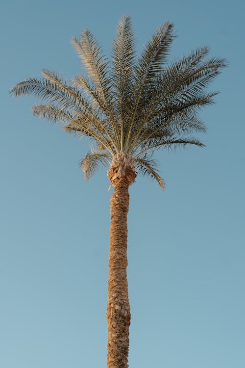 Бесплатное стоковое фото с вертикальный выстрел, голубое небо, пальма