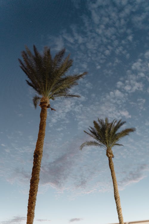 Palm Trees under a Blue Sky