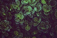 绿叶上挂着新鲜的露水，展现出自然的美丽与活力