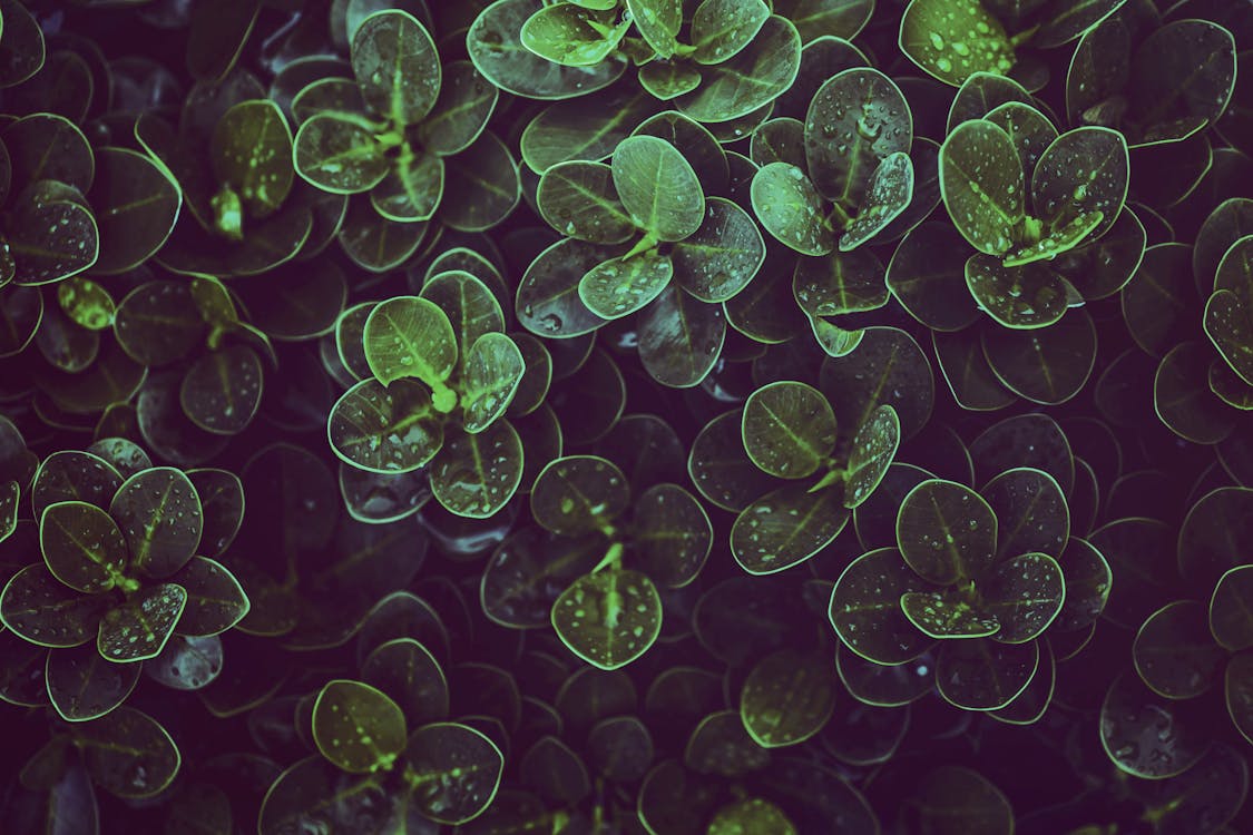 綠葉植物