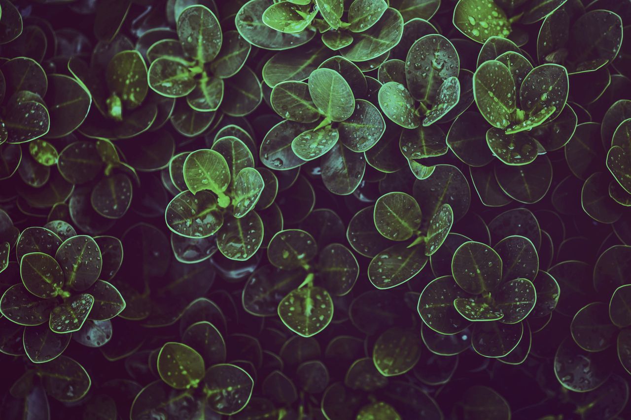 fresh green leaves covered in dew showcasing natural beauty and vitali
