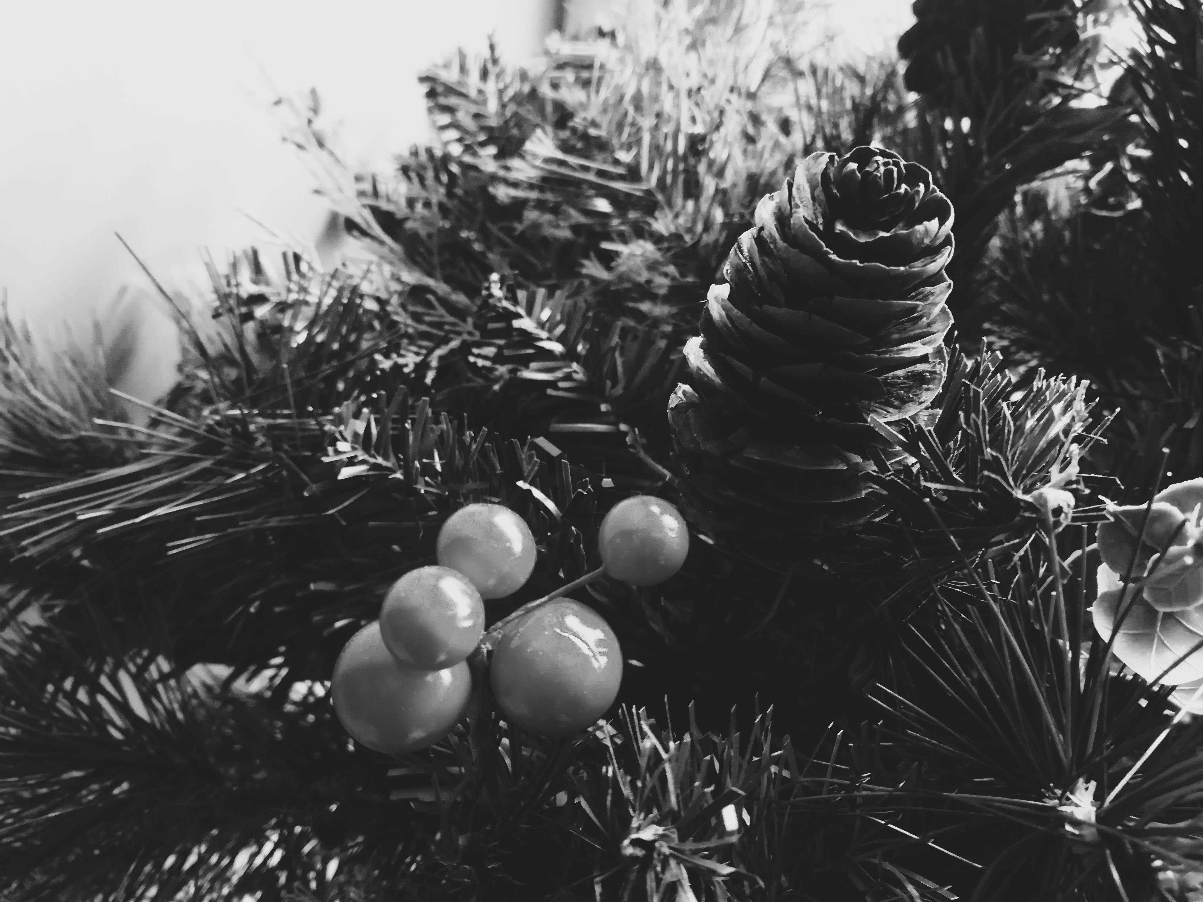 Free stock photo of black and white, christmas, christmas tree