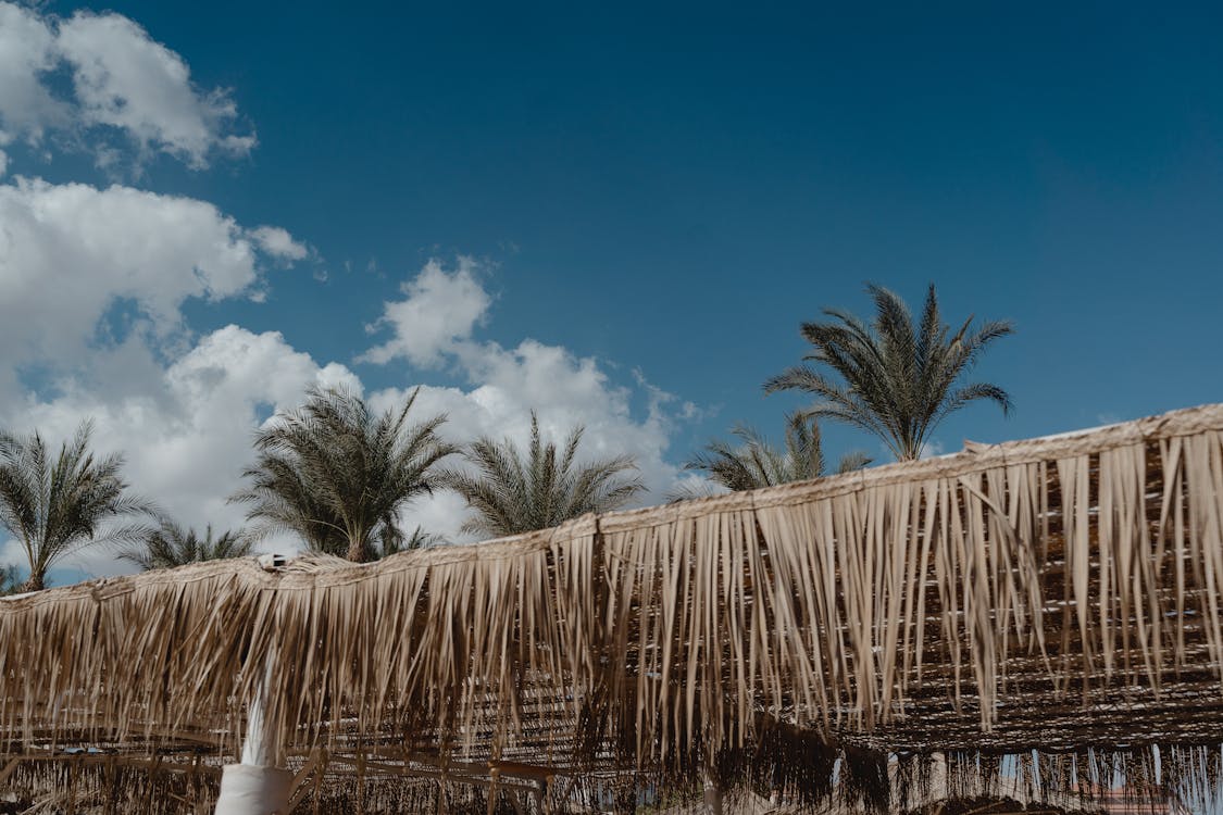 Blue Sky and White Clouds over Palm Trees