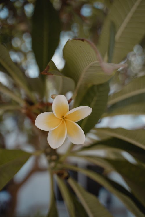 Frangipani Flower in Close-up Photography