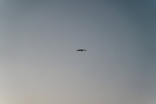 A lone bird silhouette flying freely against a gradient blue sky at dusk, symbolizing freedom.