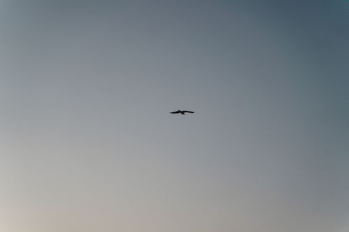 Free A lone bird silhouette flying freely against a gradient blue sky at dusk, symbolizing freedom. Stock Photo