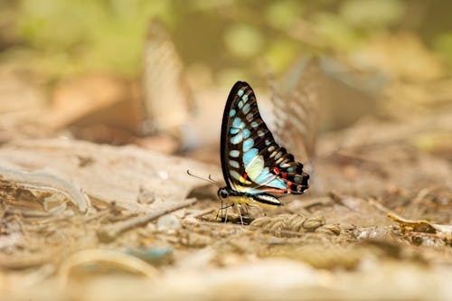 Gratuit Imagine de stoc gratuită din a închide, fluture, geai comune Fotografie de stoc