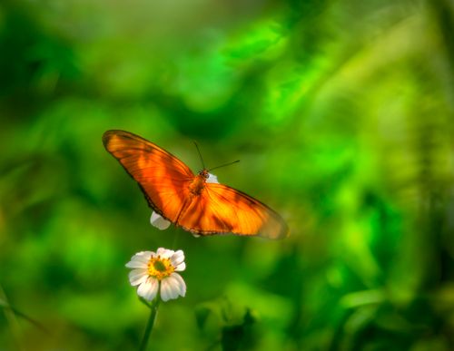 Free Vibrant Julia butterfly perched on white flower amidst lush green background. Stock Photo