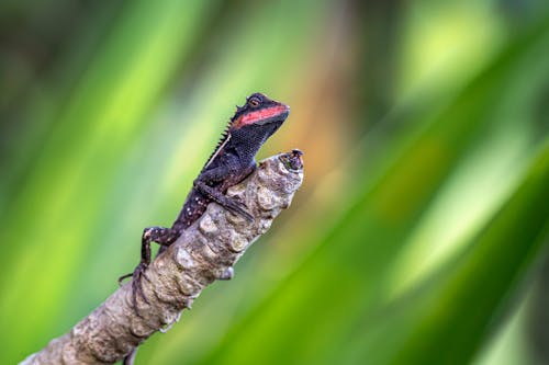 Lizard on a Branch