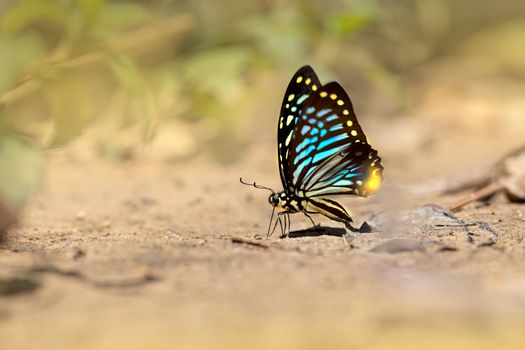 Detailed image of a blue-spotted Papilio clytia butterfly resting on the ground in natural habitat.