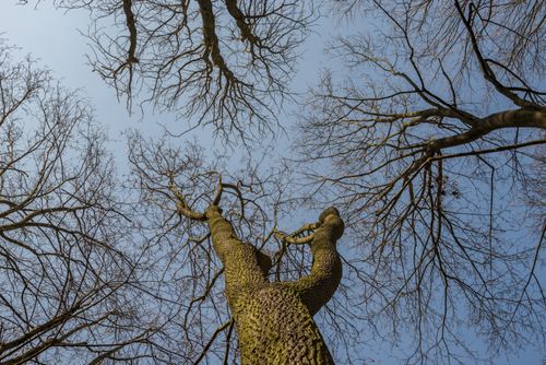 Free Leafless trees with intricate branches reaching up against a clear blue sky in autumn. Stock Photo