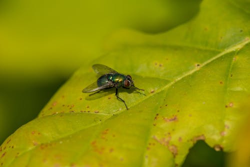 Close-up of a Fly Sitting on a Leaf 