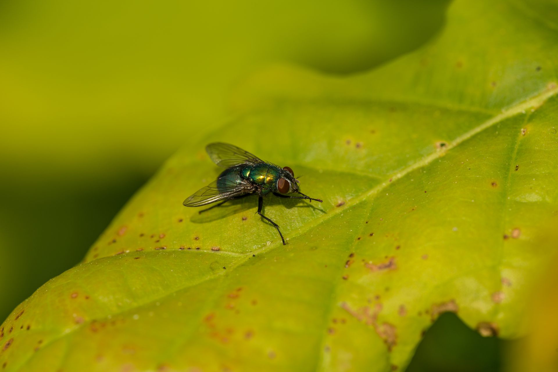 Close-up of a green bottle fly resting on a vibrant green leaf, showcasing its iridescent wings.
