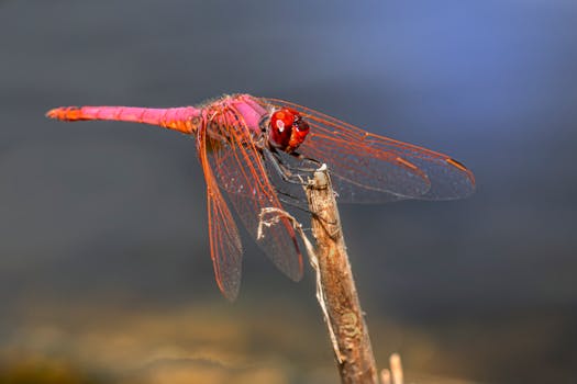 Close-up of a vibrant violet dropwing dragonfly perched on a stick against a blurred background.