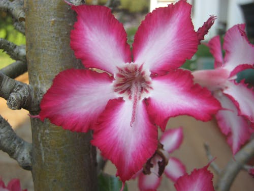 Free stock photo of beautiful flower, flower, plant