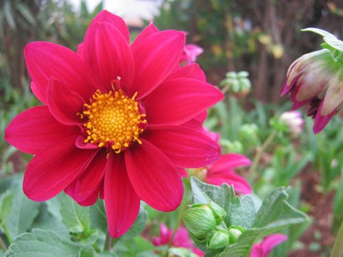 Безкоштовне стокове фото на тему «зелень, квітка, прекрасна квітка»
