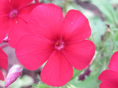 아름다운 꽃, 정원의 무료 스톡 사진