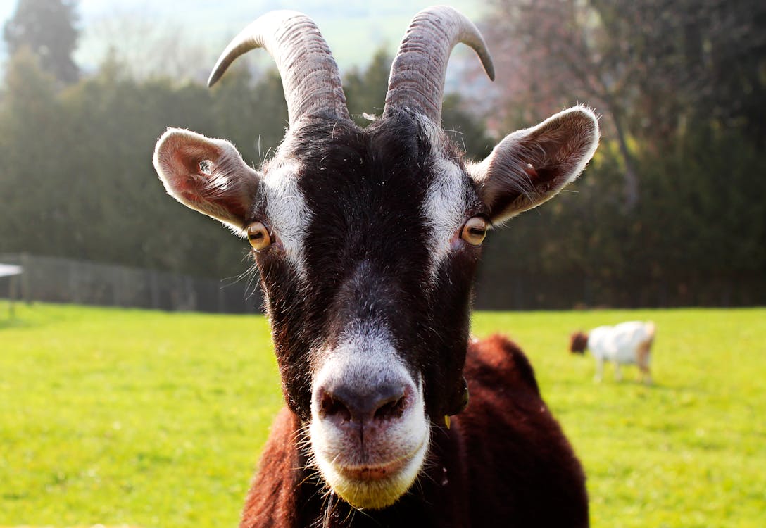 フォーカス 羊 黒い羊の無料の写真素材