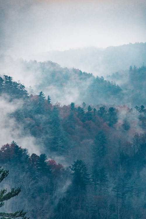 Green and Red Trees Covered With Fog