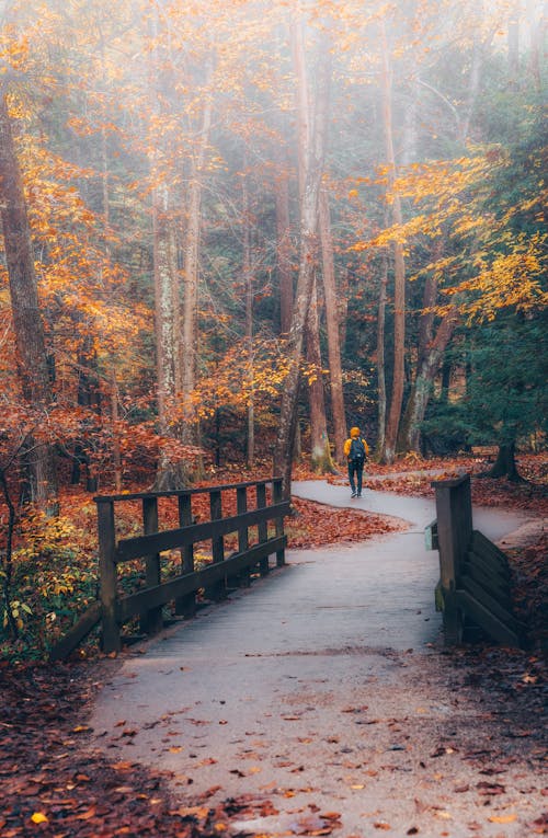 Person Walking on Footpath in Forest in Autumn