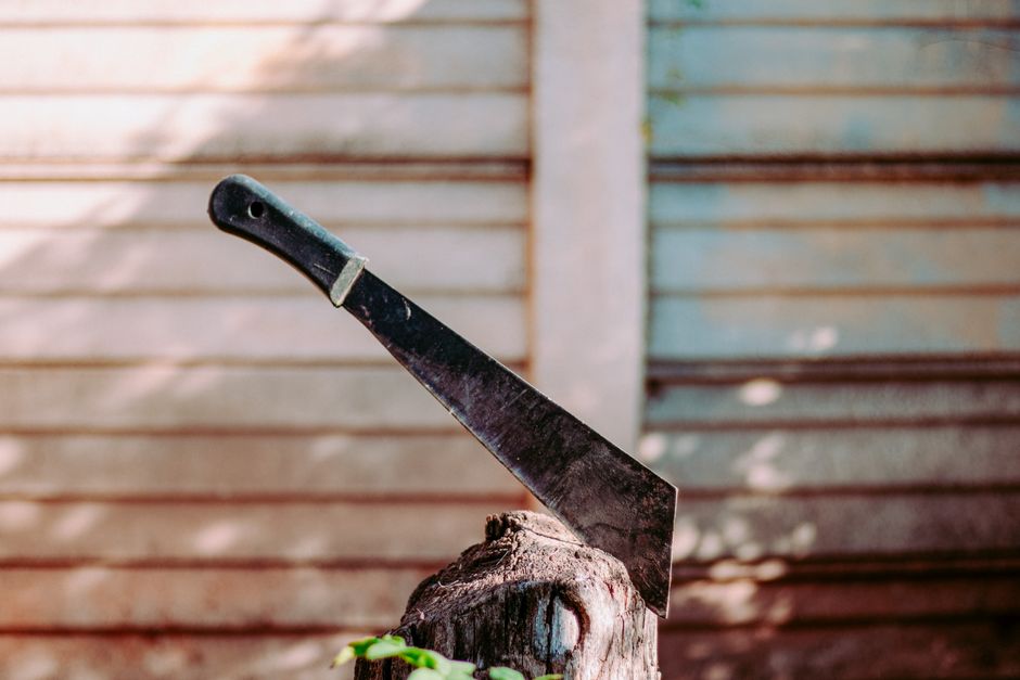 A machete, or panga, resting in a stump — disinfect the blade in flame or bleach between plants so weevils and wilt do not spread from cut to cut.