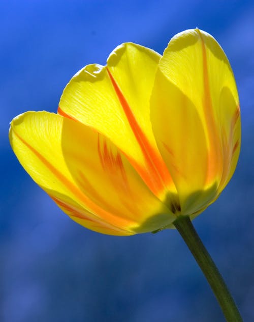 무료 노란색 Adn 주황색 꽃잎 인쇄 스톡 사진