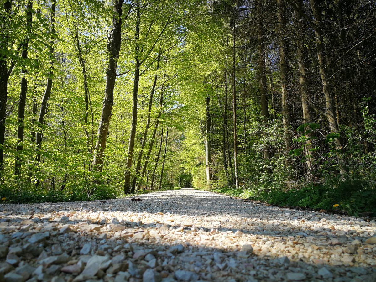 Mountain trail with mossy ground