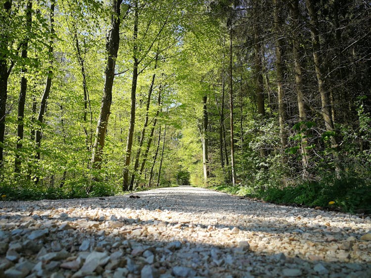 Gravel Road In Green Forest