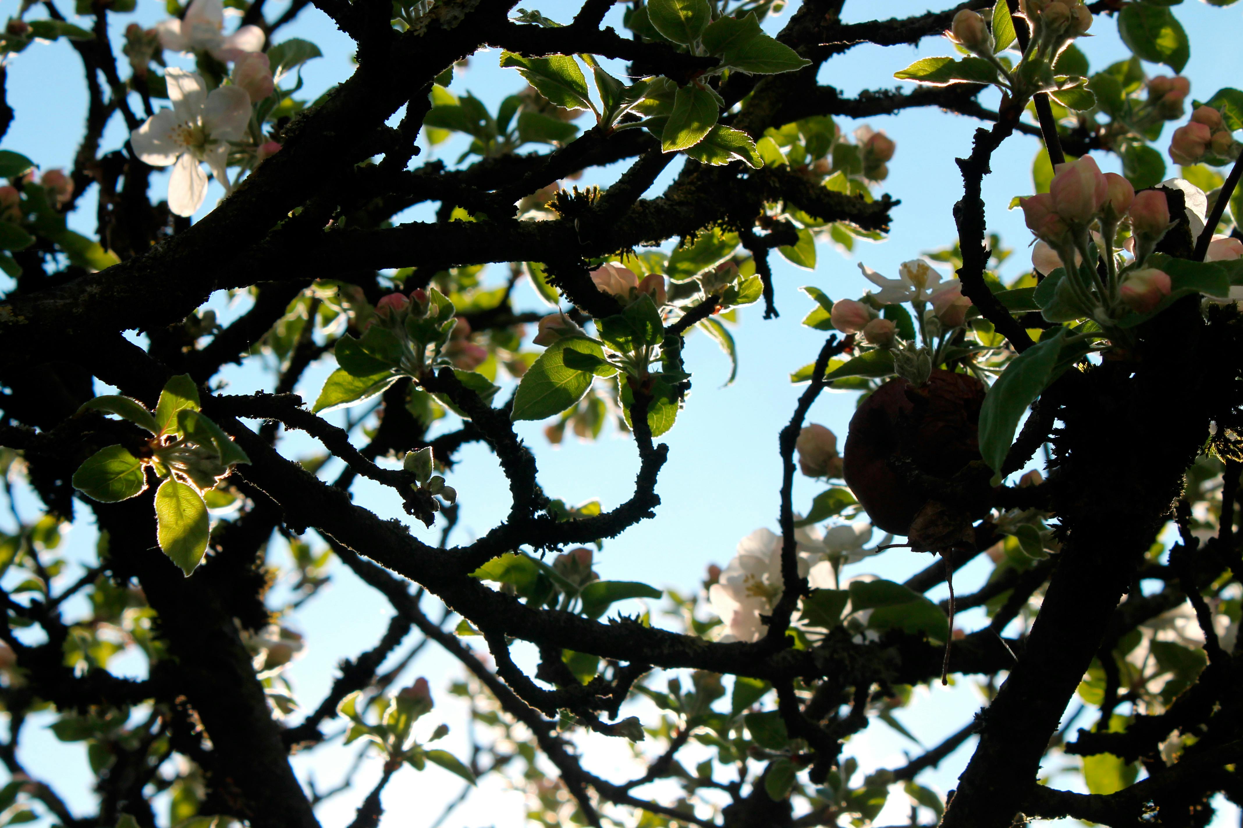 Free stock photo of apple tree, clear sky, tree