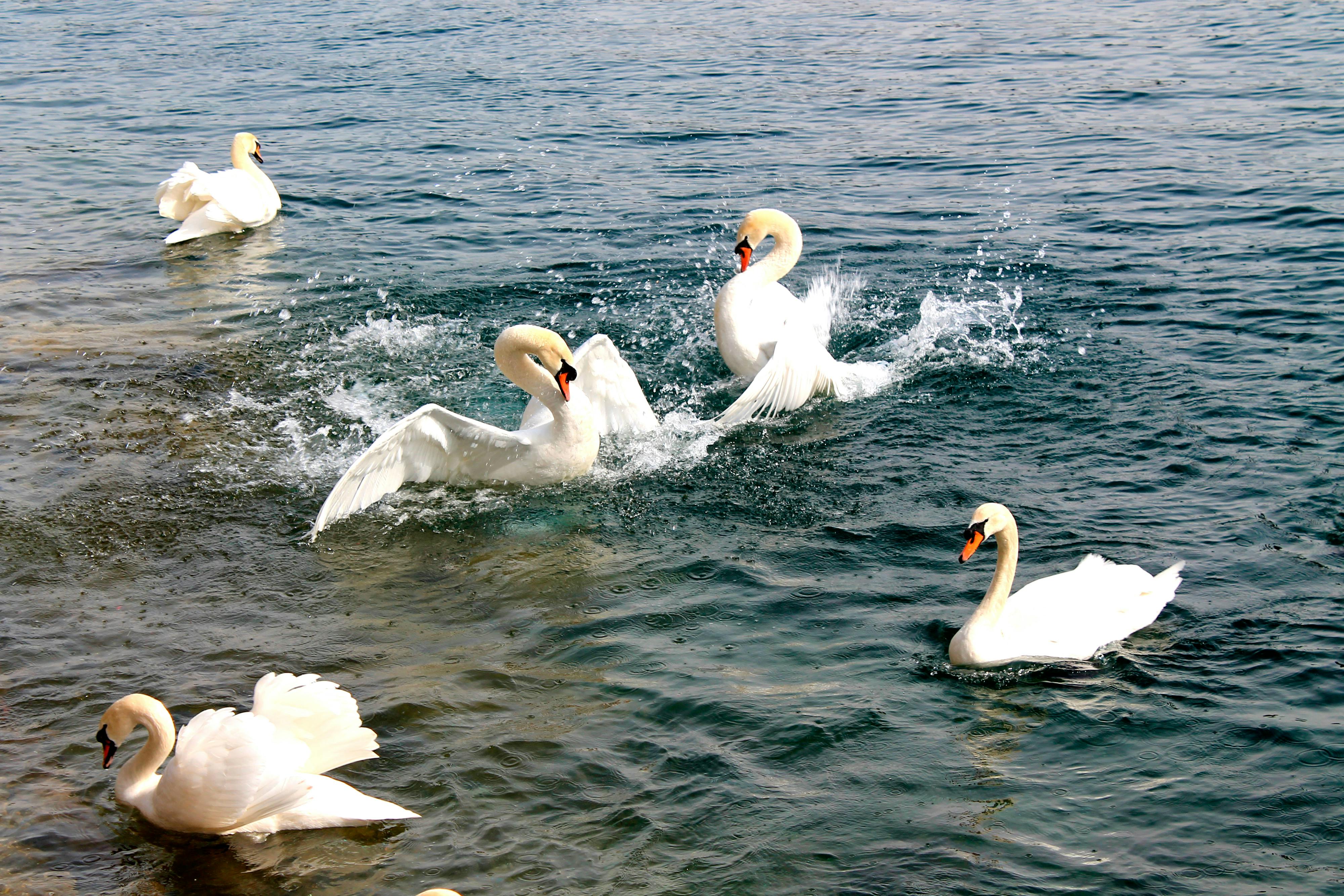Free stock photo of dance, dancing birds, swans