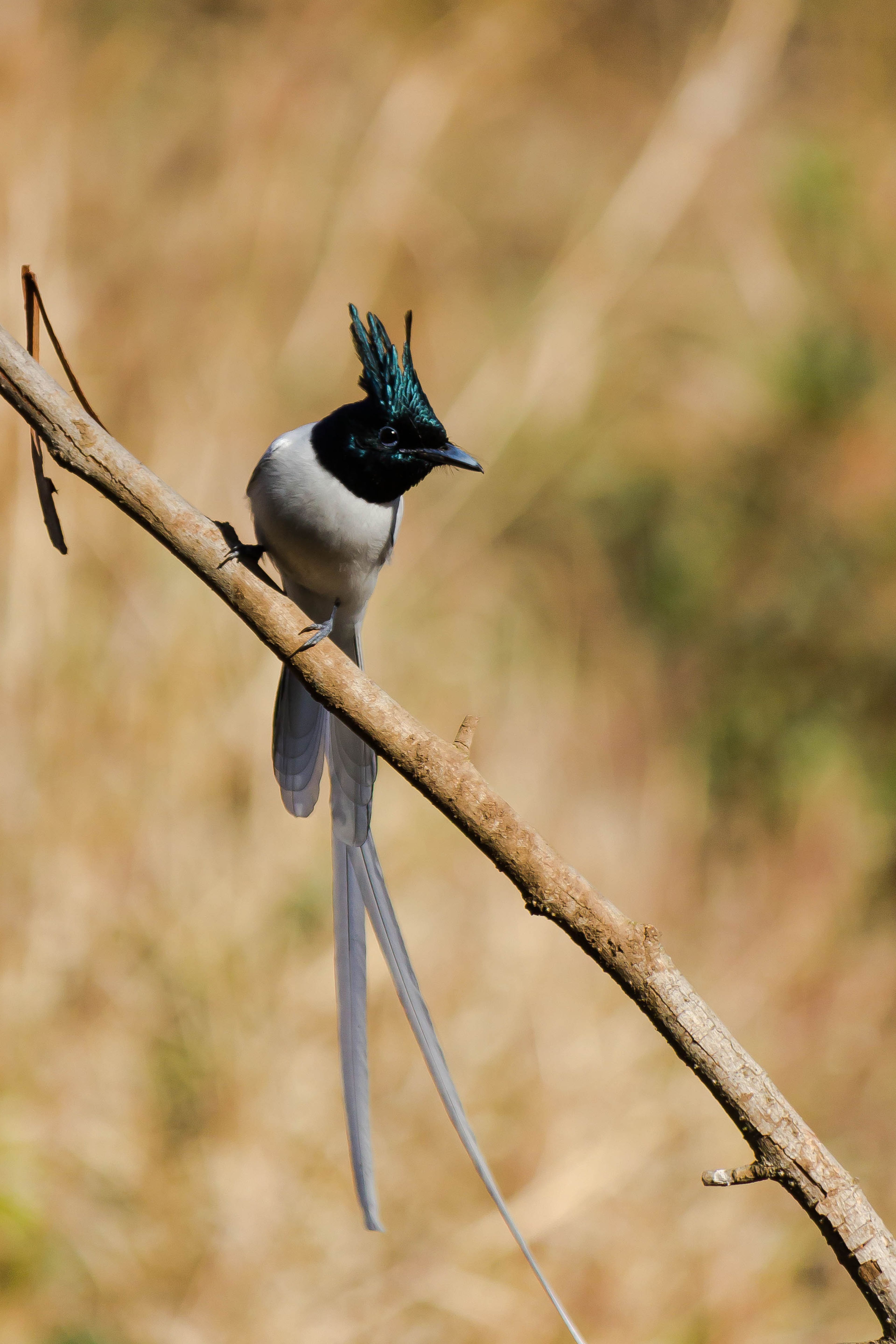 Close-up of an Indian Paradise Flycatcher perched on a tree branch in a natural setting.