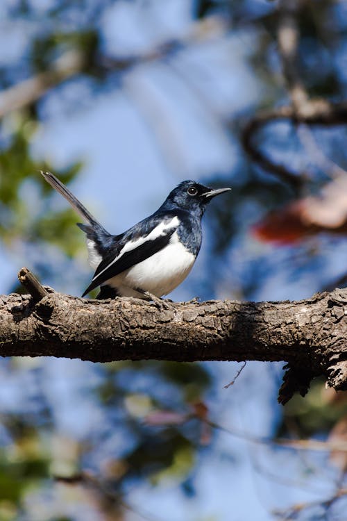 Black and White Bird on Brown Tree Branch