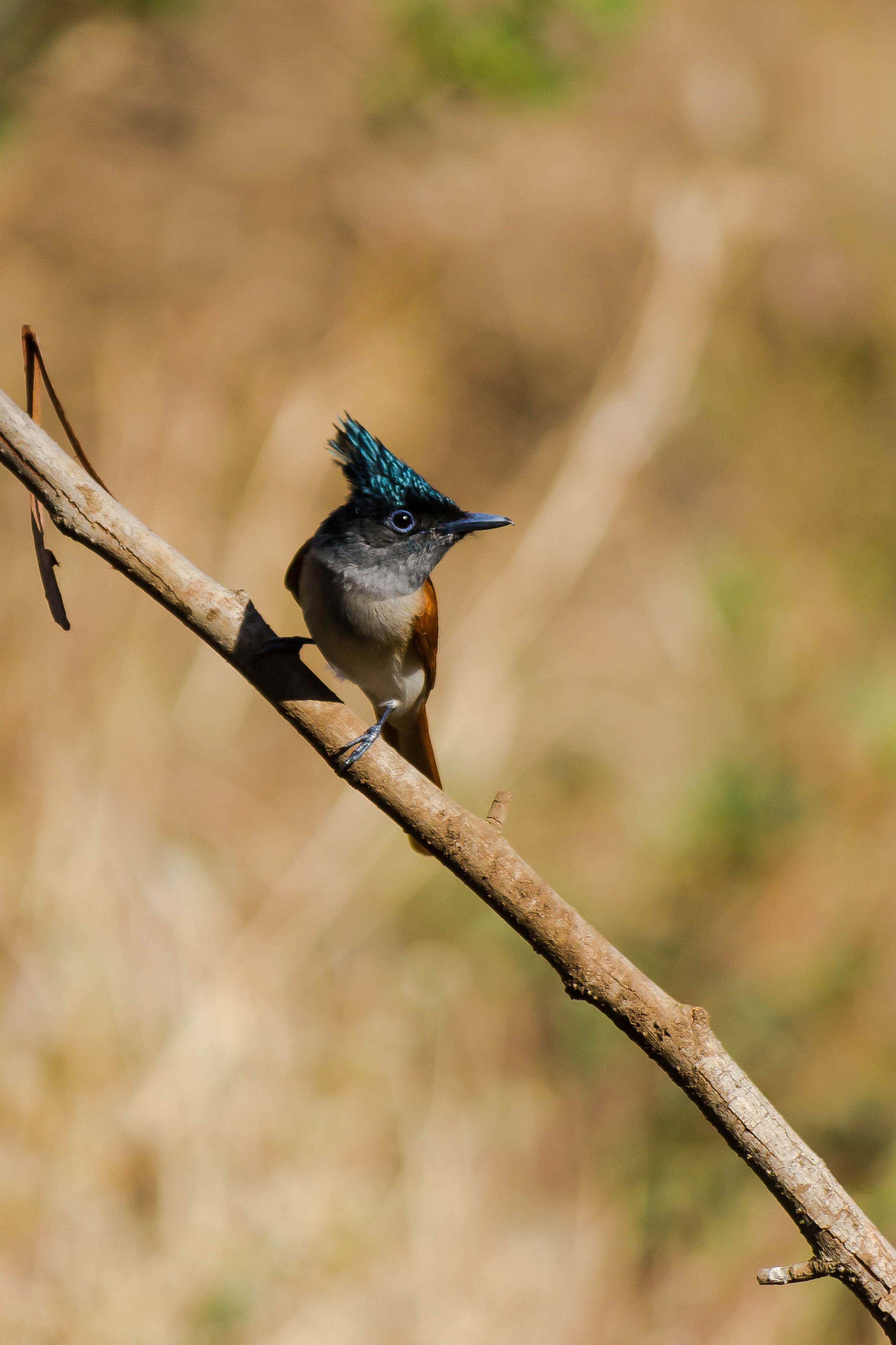 A striking Indian Paradise Flycatcher on a branch, captured in natural habitat.