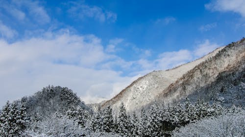 Cây Phủ đầy Tuyết