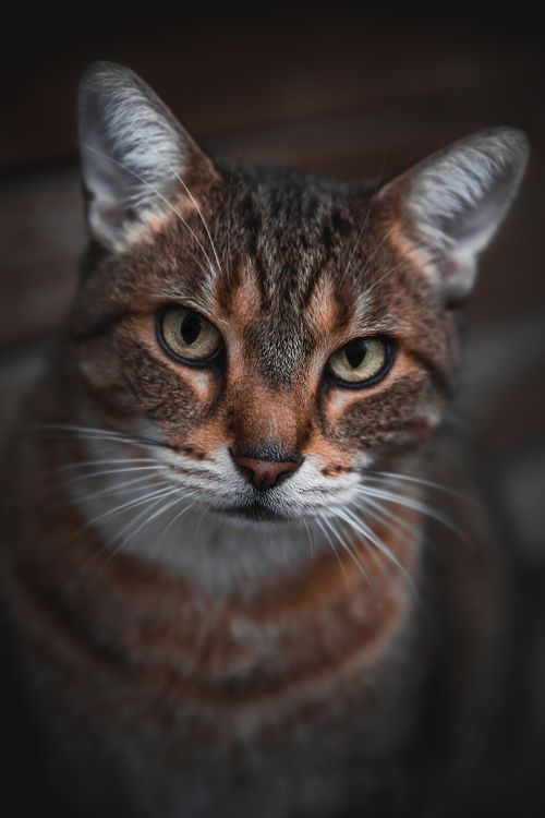 Free Intimate close-up of a tabby cat with piercing eyes and distinctive whiskers. Stock Photo