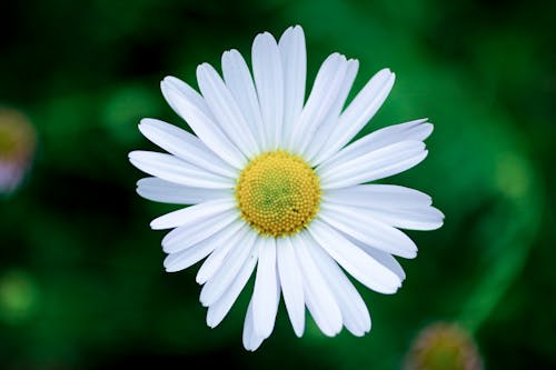 Close-up of a White Daisy