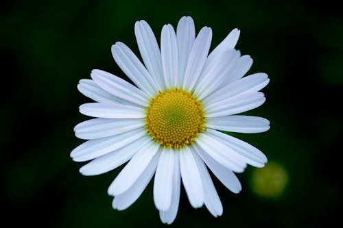 Close-up of a White Daisy