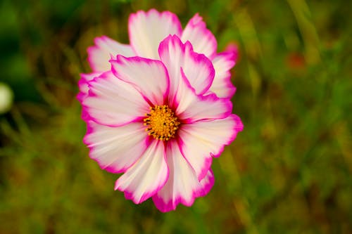 Close-up of a Garden Cosmos