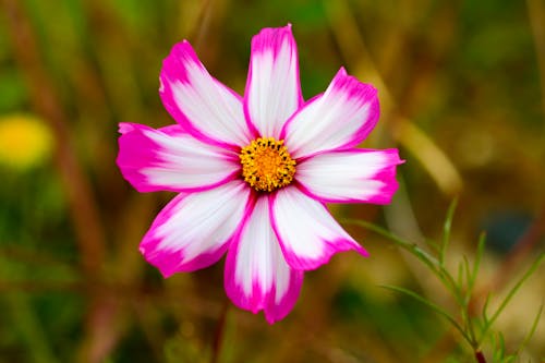 Close-up of a Garden Cosmos