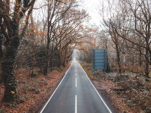 Narrow road through autumn forest on foggy day