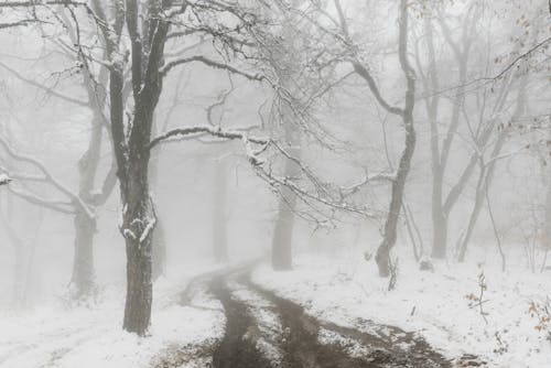 Empty narrow path covered with snow near trees in foggy snowy weather on winter day