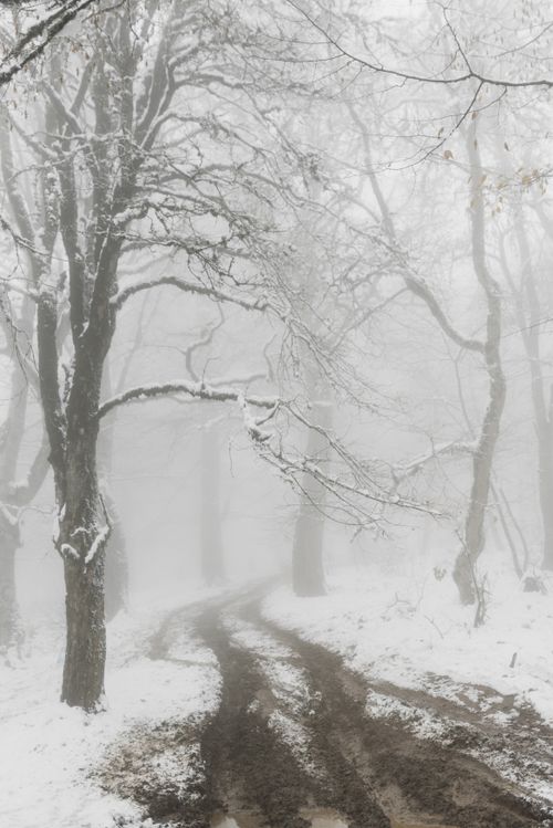 Free Narrow empty path surrounded with leafless trees in fog on cold winter snowy day Stock Photo