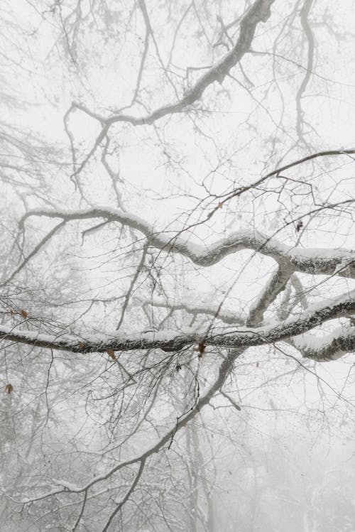 Cây Trụi Lá Phủ đầy Tuyết