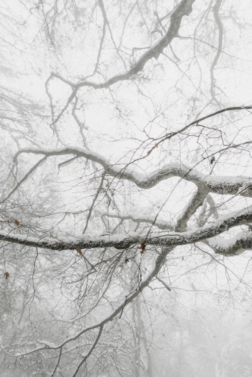 Arbre Sans Feuilles Couvert De Neige